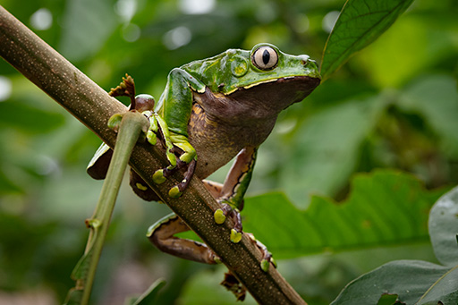 A Peruvian tree frog in the Amazon rainforest